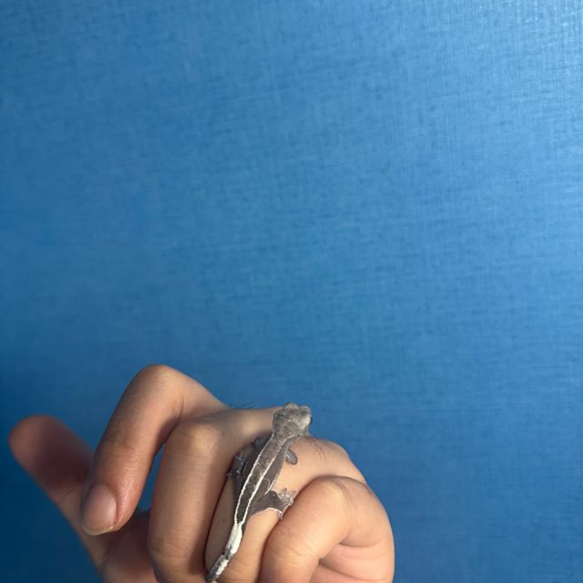 아잔틱
