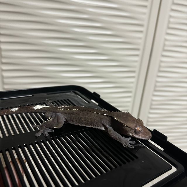 아잔틱