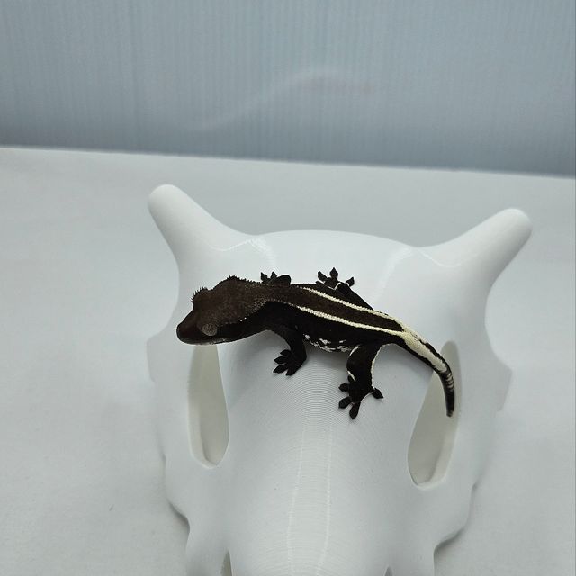 아잔틱