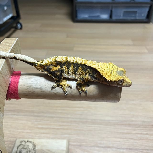 트라이 익스트림할리퀸