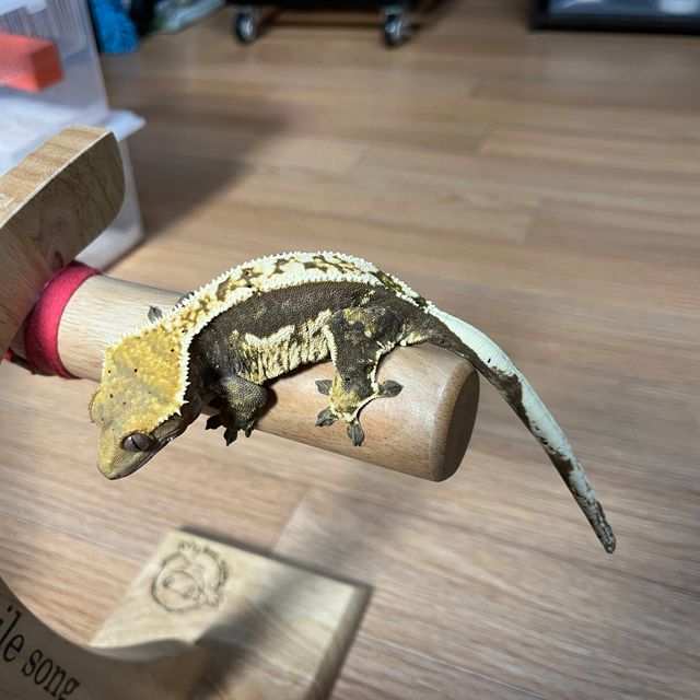 쿼드 화이트핀