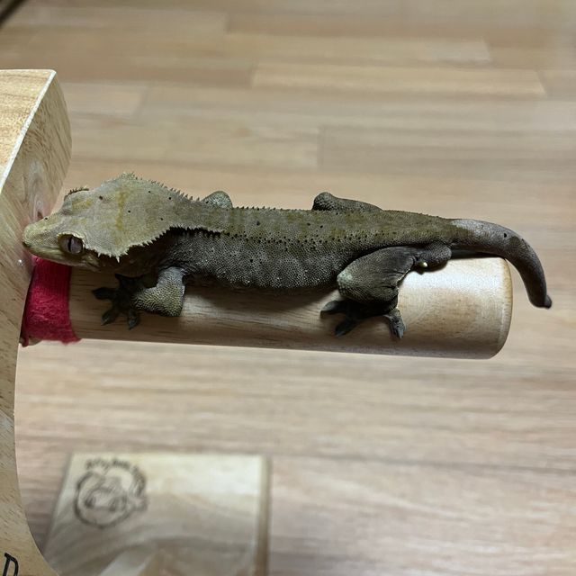 다크 벅스킨