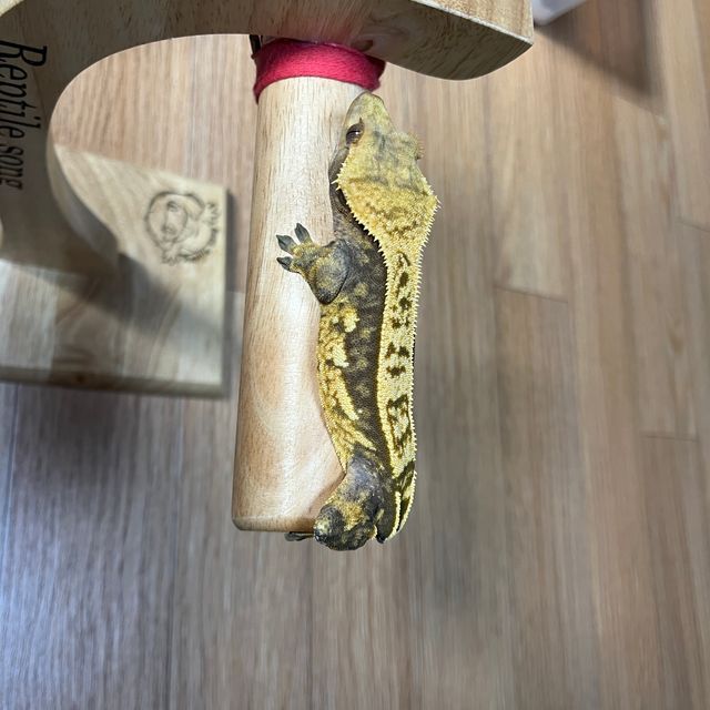 트라이 쿼드
