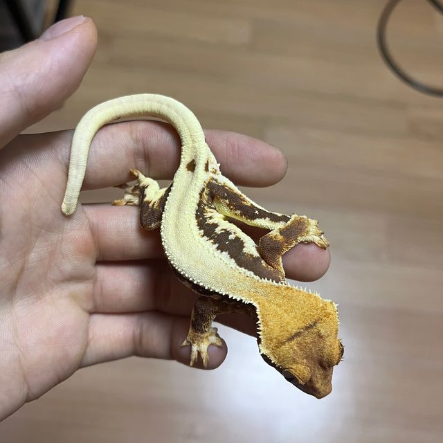 릴리화이트