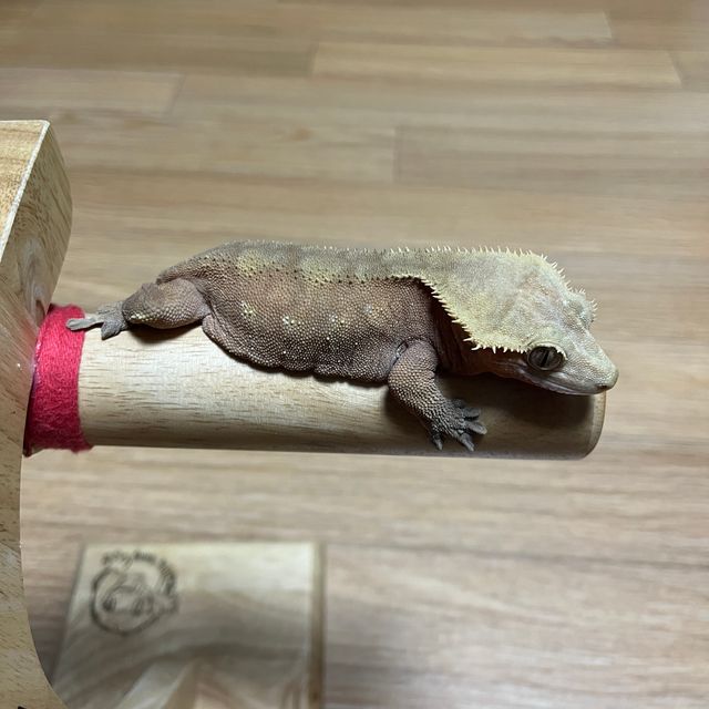 레드 바이