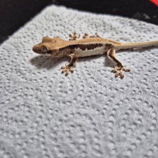 릴리100%헷아잔틱