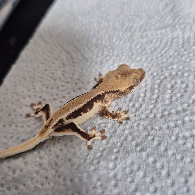 릴리100%헷아잔틱