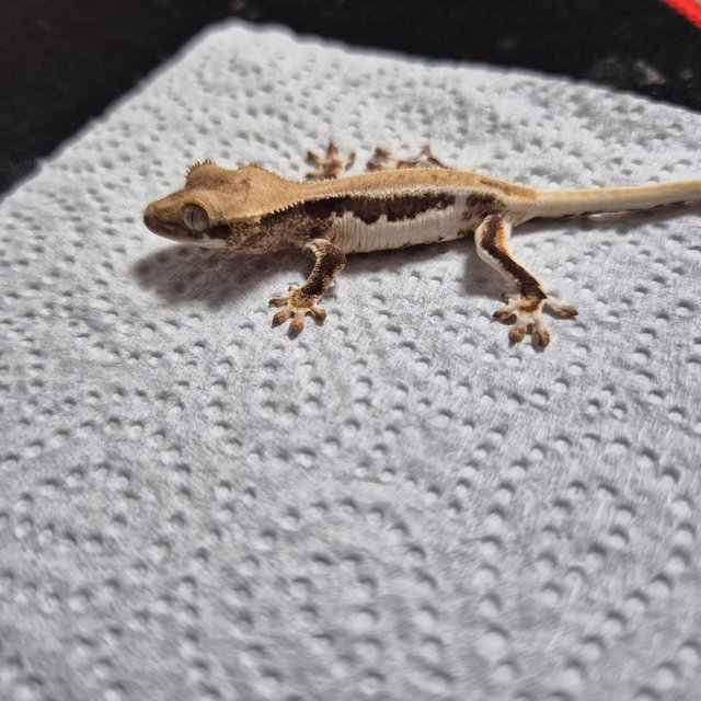 릴리100%헷아잔틱