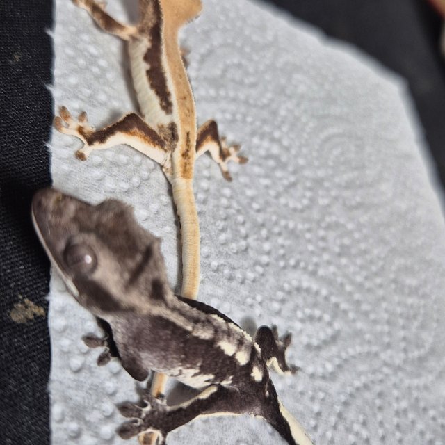 릴리100%헷아잔틱