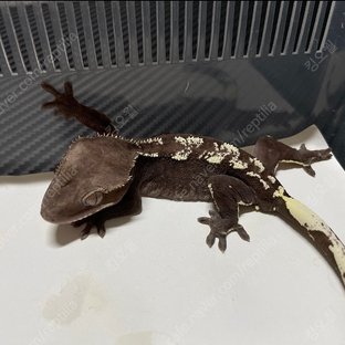 아잔틱