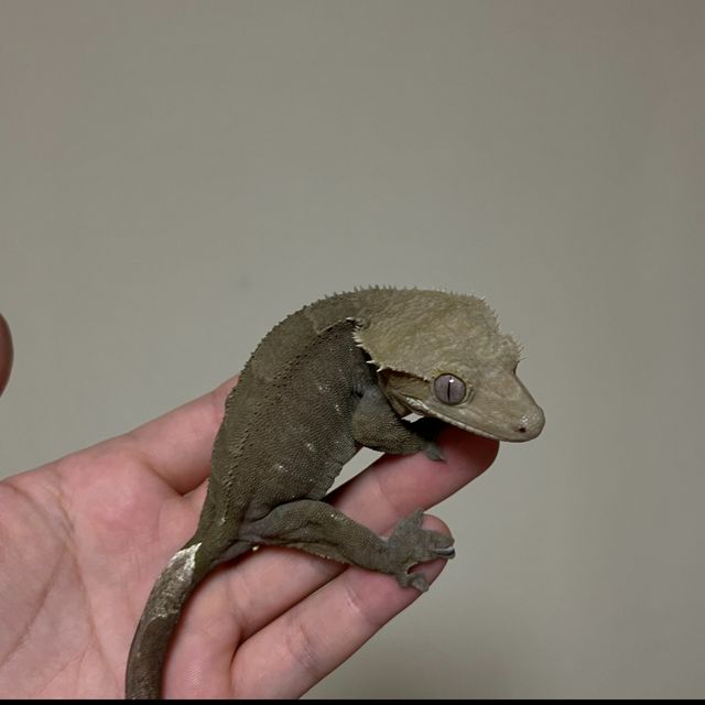 아잔틱