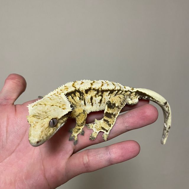 트라이