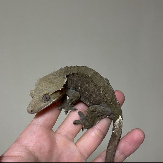 아잔틱