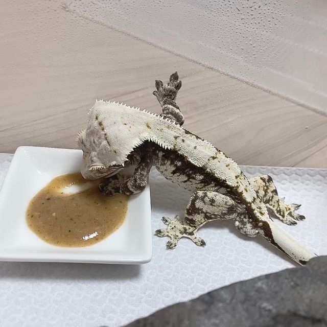 익스트림할리퀸 블랙 화이트 노멀