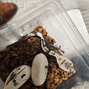 100%헷아잔틱 세이블