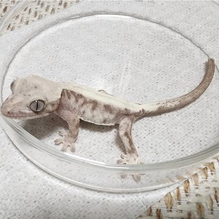 100%헷아잔틱 루왁 릴리