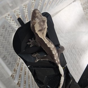 아잔틱 카푸치노