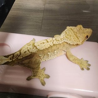 100%헷아잔틱