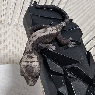 100%헷아잔틱 루왁