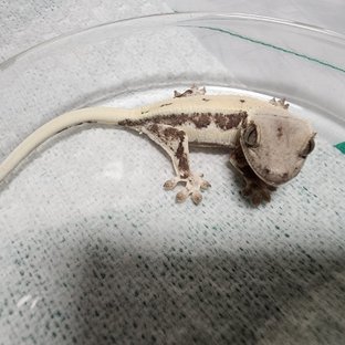 슈퍼스트라이프 릴리 세이블 100%헷아잔틱