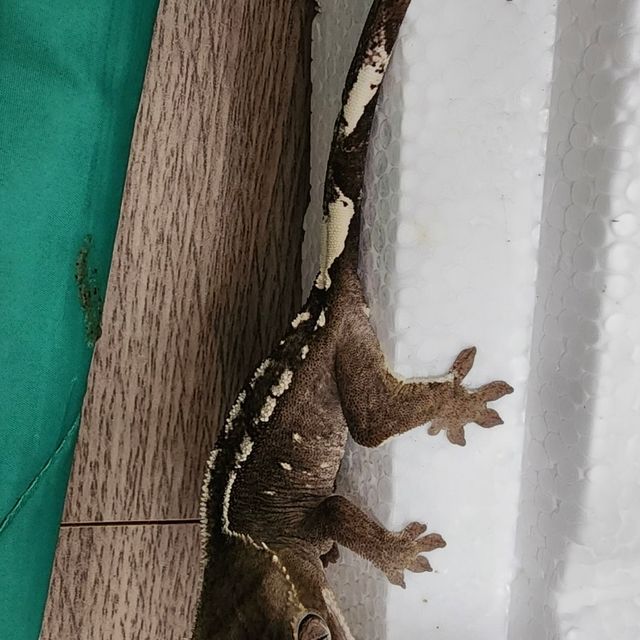 아잔틱