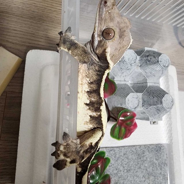 세이블
