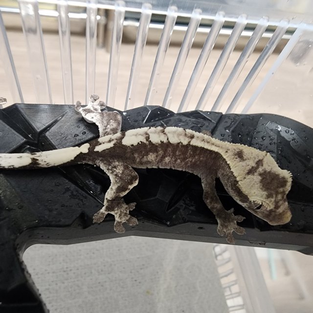 100%헷아잔틱 세이블