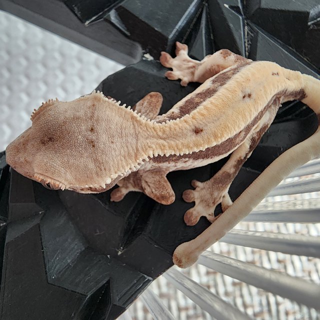 슈퍼스트라이프 릴리 세이블 100%헷아잔틱