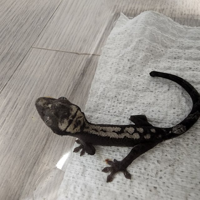 100%헷아잔틱 루왁