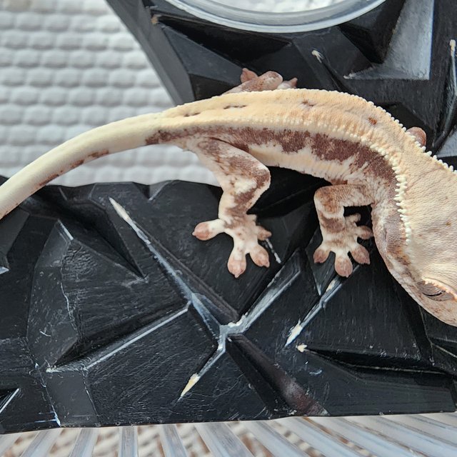 슈퍼스트라이프 릴리 세이블 100%헷아잔틱