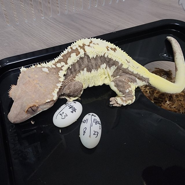 프라푸치노 100%헷아잔틱