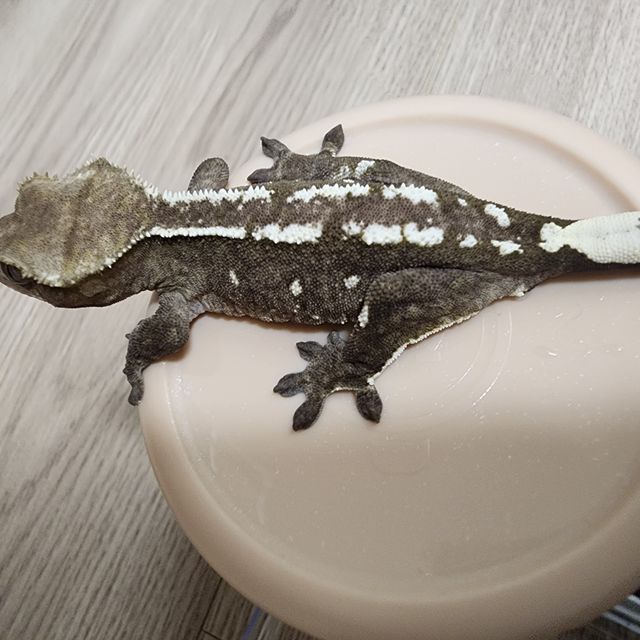 아잔틱