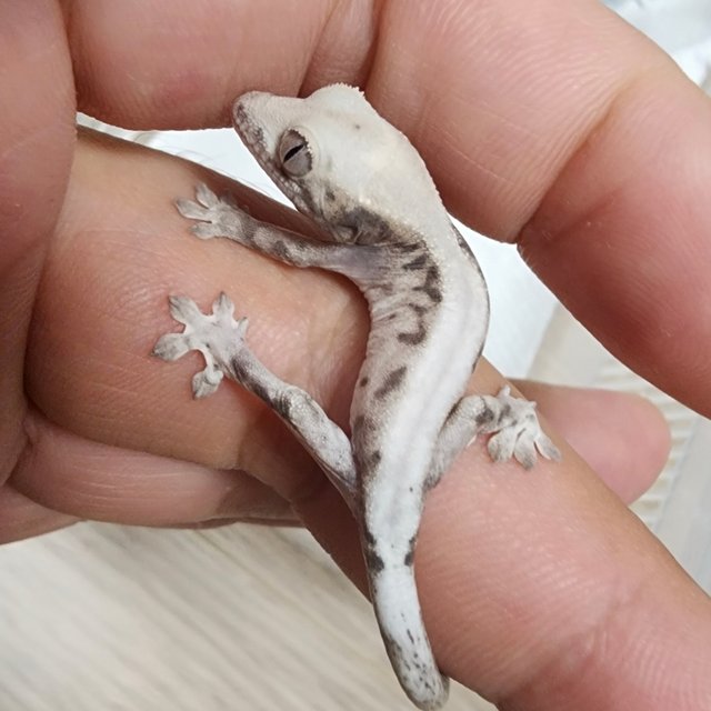 100%헷아잔틱 루왁 릴리