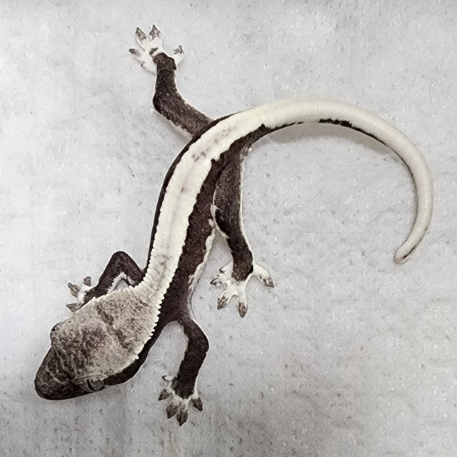 릴잔틱 솔리드백