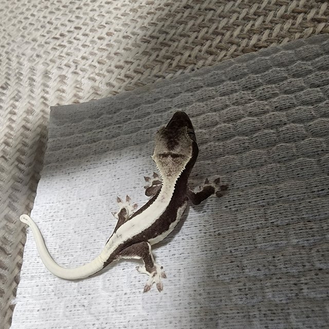 릴잔틱 솔리드백