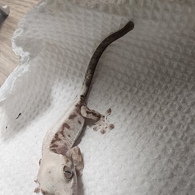 100%헷아잔틱 루왁 릴리