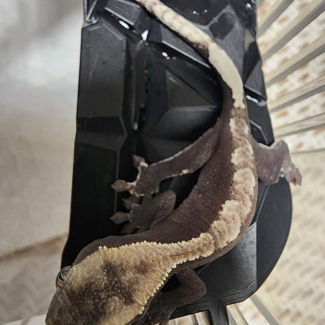 아잔틱 카푸치노