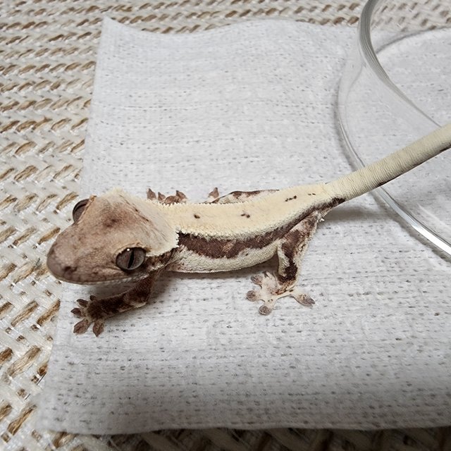 슈퍼스트라이프 릴리 세이블 100%헷아잔틱