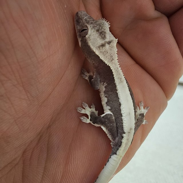 릴잔틱 솔리드백