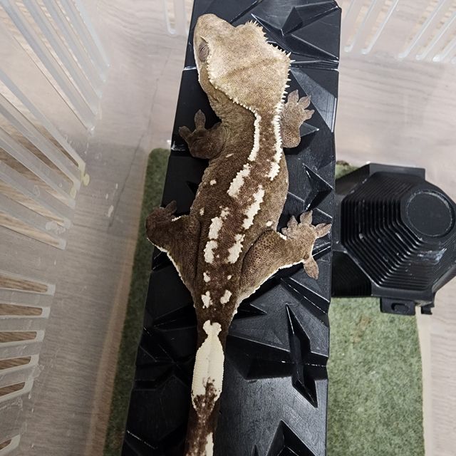 아잔틱