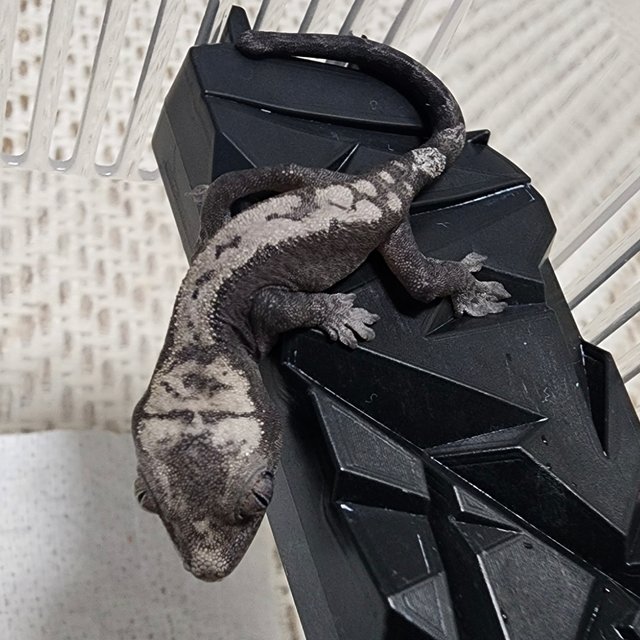 100%헷아잔틱 루왁