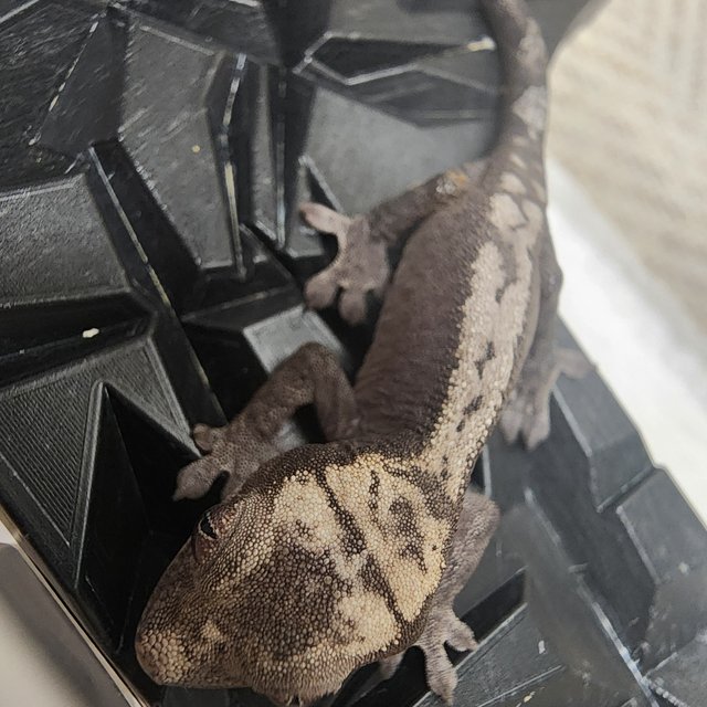 100%헷아잔틱 루왁