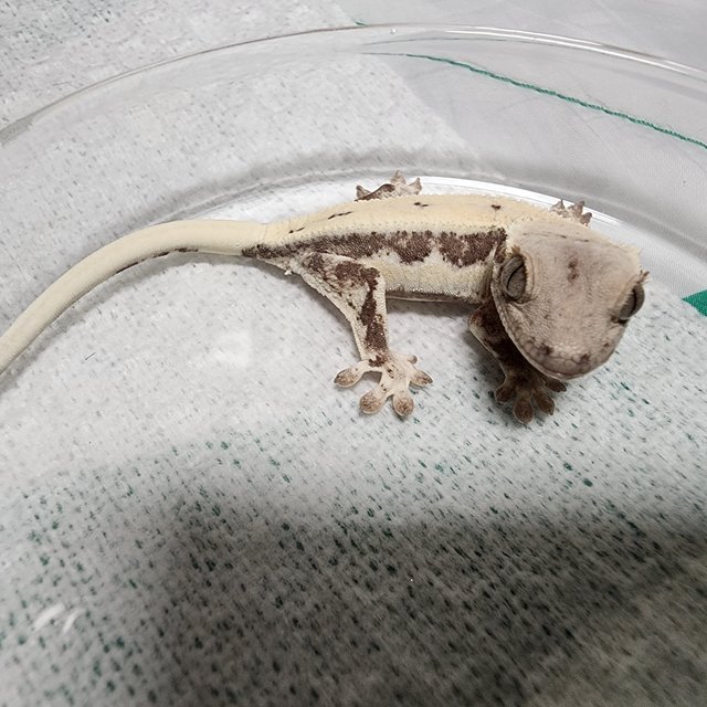 슈퍼스트라이프 릴리 세이블 100%헷아잔틱