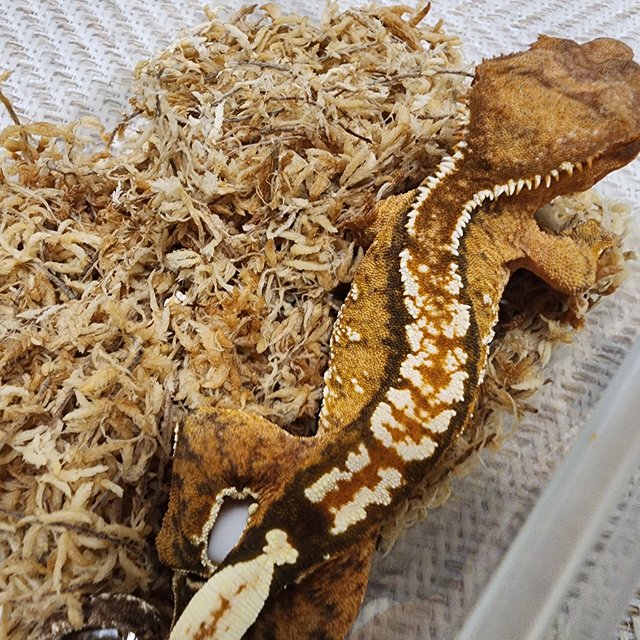 100%헷아잔틱 아잔틱