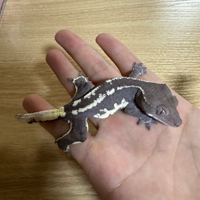 릴잔틱