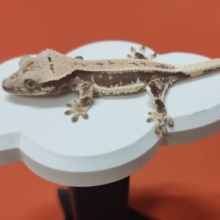 릴리화이트 화이트