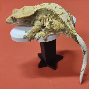 트라이 익스트림할리퀸