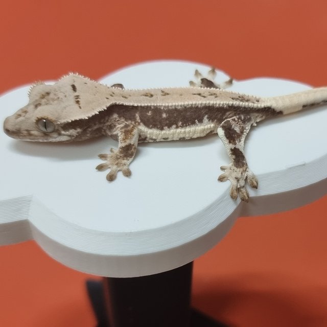 릴리화이트 화이트