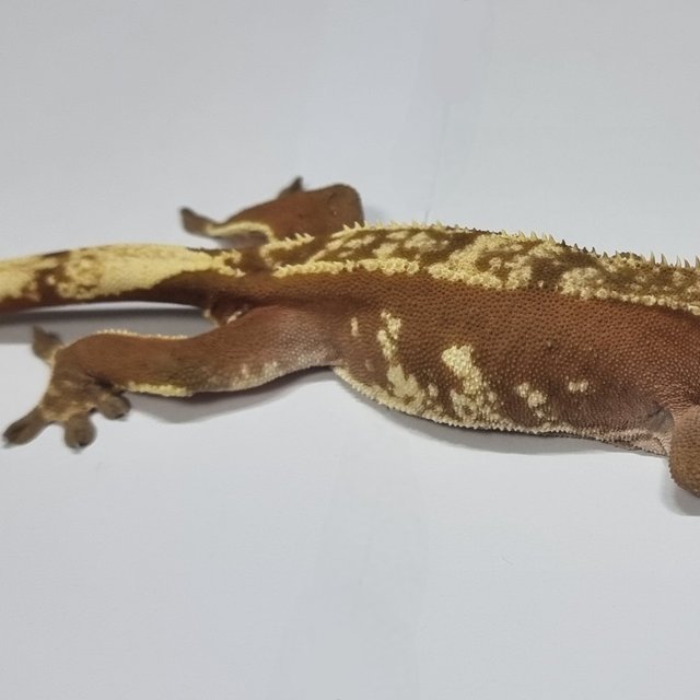 레드 할리퀸 화이트스팟