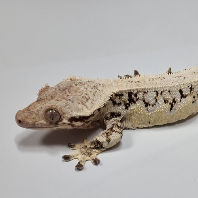 릴리화이트 트라이